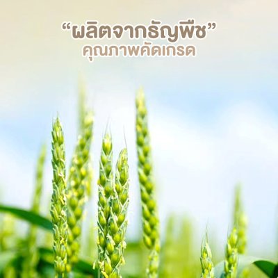 ทรายเต้าหู้ Millet Cat Litter ผลิตจากกากถั่วเหลืองธรรมชาติ ขนาด 2.5 KG.