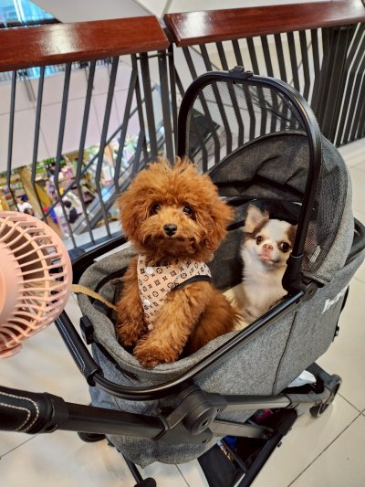 Hopp รถเข็นสัตว์เลี้ยงรุ่น Carry 3IN1 Hopp รถเข็นสัตว์เลี้ยงรุ่น Carry 3IN1