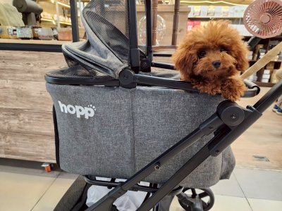 Hopp รถเข็นสัตว์เลี้ยงรุ่น Carry 3IN1 Hopp รถเข็นสัตว์เลี้ยงรุ่น Carry 3IN1