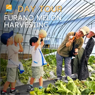 Furano Melon Harvesting