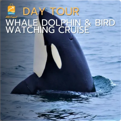 Whale dolphin & bird watching cruise