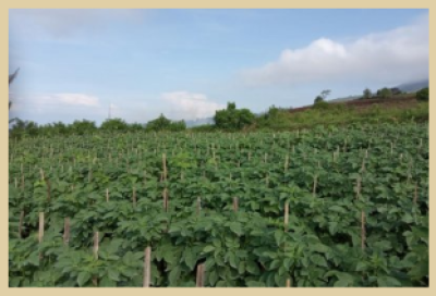 POTATO FIELD