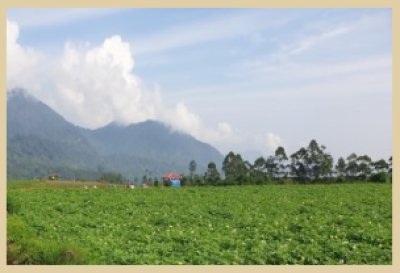 POTATO FIELD