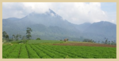 POTATO FIELD