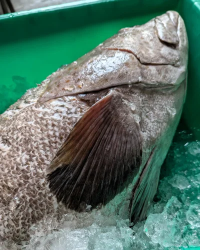 ปลาเก๋าดอกแดง (Orange-spotted Grouper)