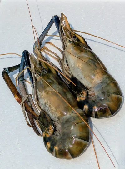 กุ้งแม่น้ำ (River Prawn) ผ่าผีเสื้อพร้อมปรุง