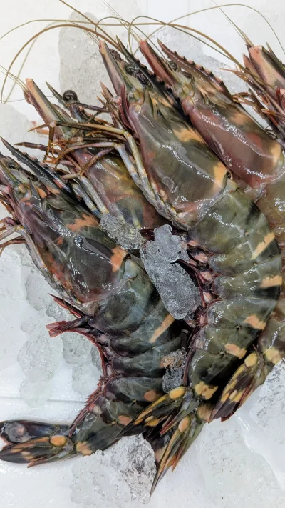 กุ้งลายเสือทะเลสดแช่แข็ง (Tiger shrimp) แพ็ค 1 Kg.