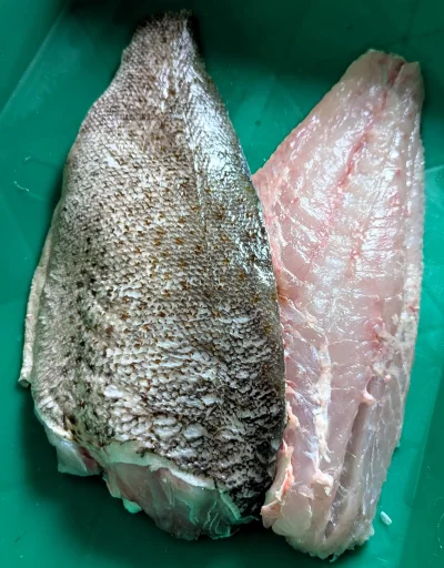 ปลาเก๋าดอกแดง (Orange-spotted Grouper)