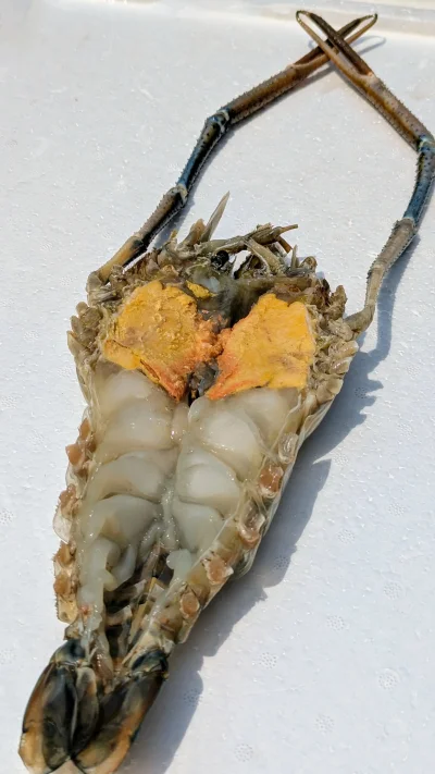 กุ้งแม่น้ำ (River Prawn) ผ่าผีเสื้อพร้อมปรุง