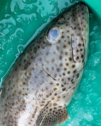 ปลาเก๋าดอกแดง (Orange-spotted Grouper)