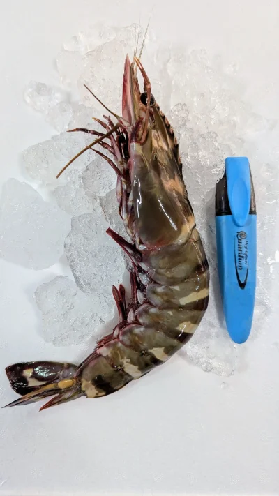 กุ้งลายเสือทะเลสดแช่แข็ง (Tiger shrimp) แพ็ค 1 Kg.