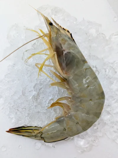 กุ้งแชบ๊วยทะเลแช่แข็ง (banana shrimp)