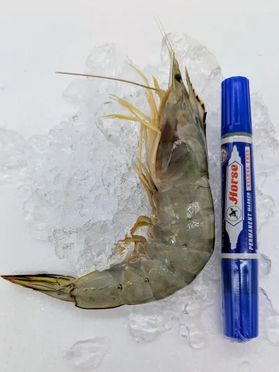 กุ้งแชบ๊วยทะเลแช่แข็ง (banana shrimp)