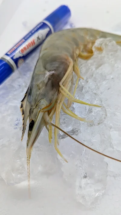 กุ้งแชบ๊วยทะเลแช่แข็ง (banana shrimp)