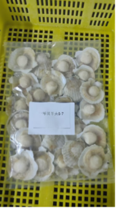 หอยเชลล์ฮอกไกโด 1/2 ฝาแบบแช่แข็ง Frozen Hokkaido Sea Scallop (Hotate) Size M 1 Kg.