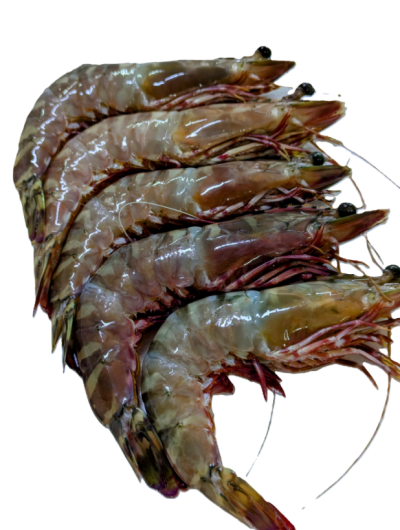 กุ้งลายเงา (Shiny striped shrimp)