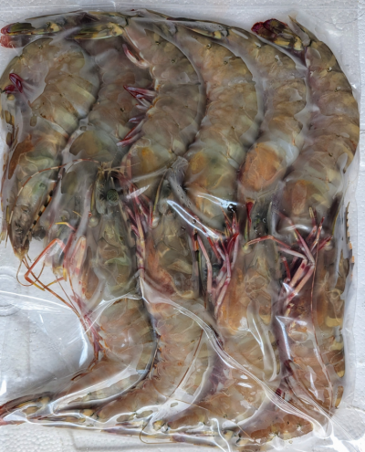 กุ้งลายเงา (Shiny striped shrimp)