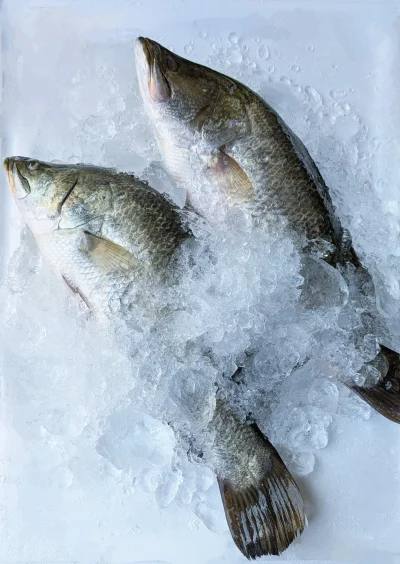 ปลากะพงขาว (white seabass)