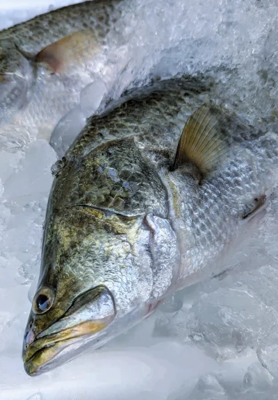 ปลากะพงขาว (white seabass)