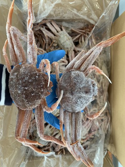 ปูหิมะ Snow Crab