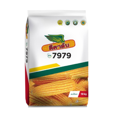 เมล็ดพันธุ์ข้าวโพด ดีคาล์บ 7979 ขนาด 10 กิโลกรัม เมล็ดพันธุ์ข้าวโพด ดีคาล์บ 7979 ขนาด 10 กิโลกรัม