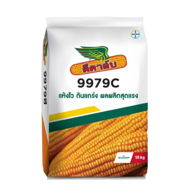 เมล็ดพันธุ์ข้าวโพด ดีคาล์บ 9979C ขนาด 10 กิโลกรัม