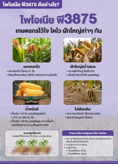 ไพโอเนีย พี3875