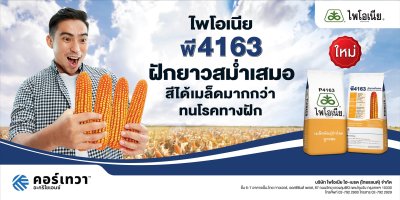 เมล็ดพันธุ์ข้าวโพด ไพโอเนีย พี4163 ขนาด 10 กิโลกรัม