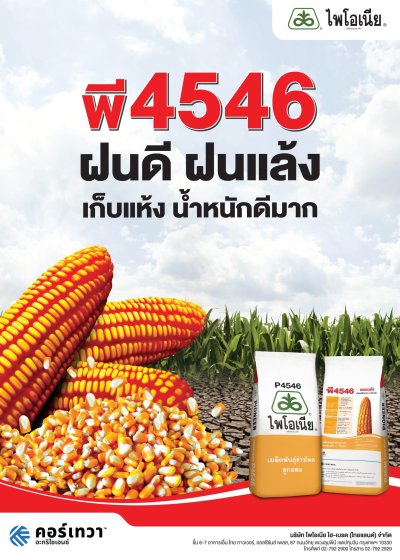 เมล็ดพันธุ์ข้าวโพด ไพโอเนีย พี4546 ขนาด 10 กิโลกรัม