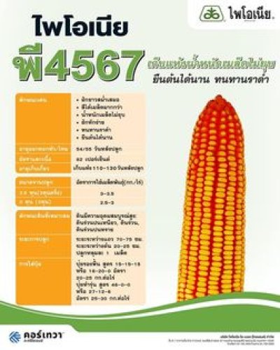 เมล็ดพันธุ์ข้าวโพด ไพโอเนีย พี4567 ขนาด 10 กิโลกรัม