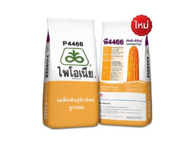 เมล็ดพันธุ์ข้าวโพดไพโอเนีย P4466 ขนาด 10 กิโลกรัม