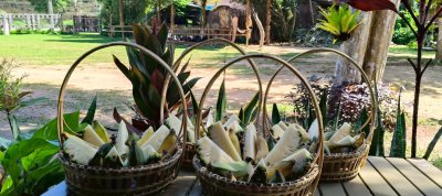 Program A: Feeding Fruit to Elephants For Child