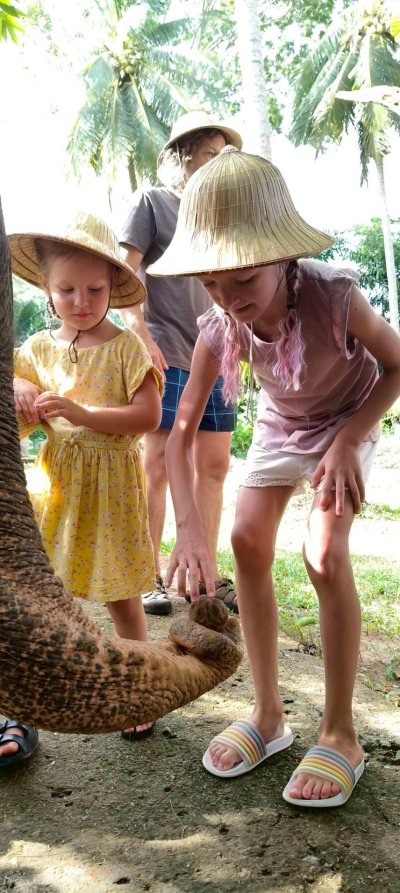 Program A: Feeding Fruit to Elephants For Child