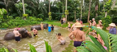 Program C: Bathing with Elephants For - Children