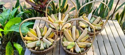 Program A: Feeding Fruit to Elephants For Child