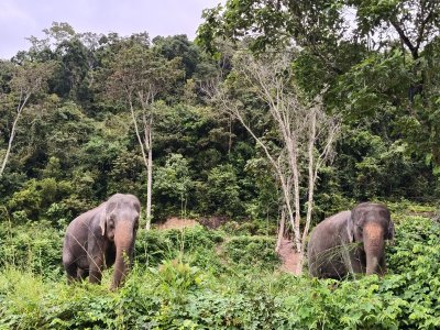 Program B – Premium Afternoon Elephant Experience  For Children