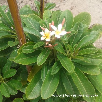 Dwarf Plumeria TOR SANG