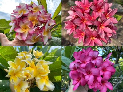 Labeled Plumeria 100 SEEDS #3
