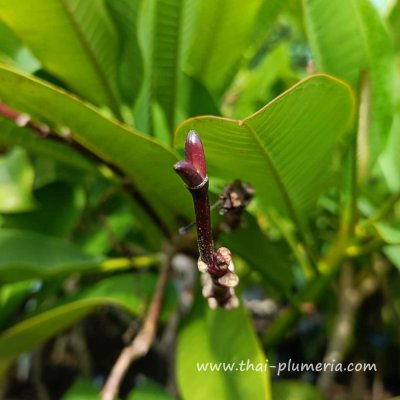 PLUMERIA RUBRA MIXED SEEDS