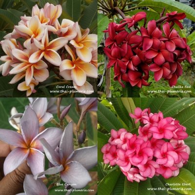 Plumeria Coral Cream, Chalika Red, Blue Canyon and Charlotte Ebert
