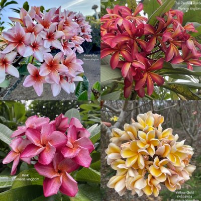 Labeled Plumeria 100 SEEDS #5