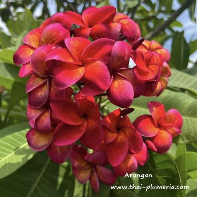 Plumeria Arangan