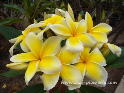 Plumeria CELADINE