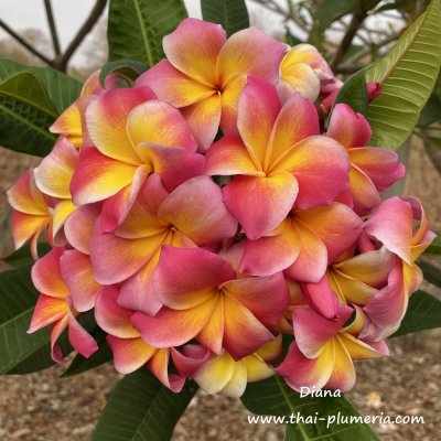 Plumeria Diana