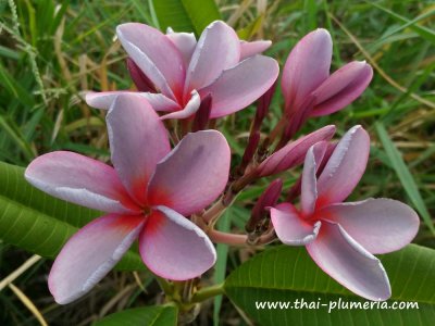 Plumeria P25