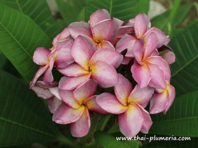 Plumeria MUANG SARI