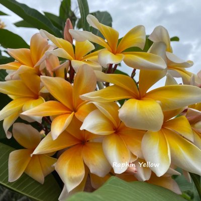 Plumeria Raphin Yellow