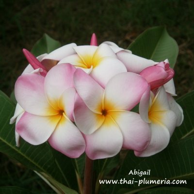 Plumeria Abigail