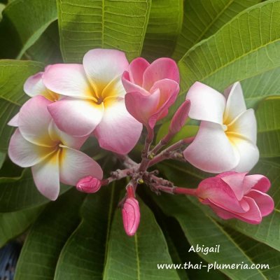 Plumeria Abigail