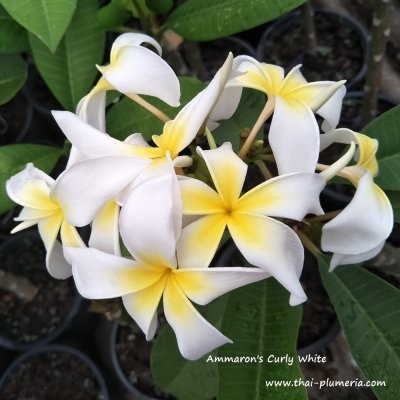 Plumeria Ammaron's Curly White